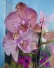 Phal. King Car Marble '717' 2.5''