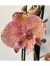 Phal. King Car Marble '717' 2.5''