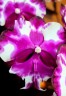 Phal. I-Hsin Smile Lucifer 2.5''