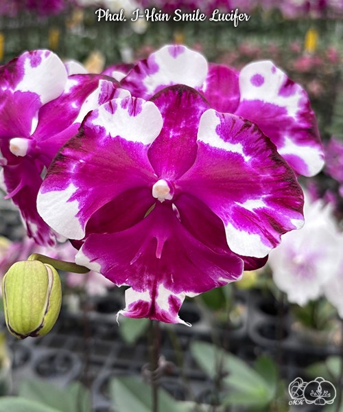 Phal. I-Hsin Smile Lucifer 2.5''