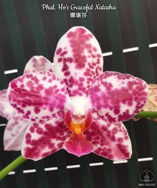 Phal. Ho's Graceful Natasha 2.5"
