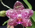 Phal. Ho's Graceful Natasha 2.5"