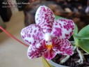 Phal. Ho's Graceful Natasha 2.5"