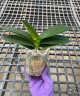 Phal. Dai Yang Perak Fire 2.5''