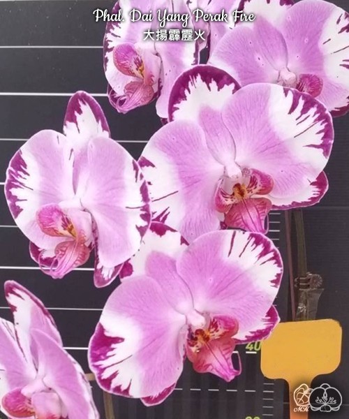 Phal. Dai Yang Perak Fire 2.5''