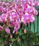 Phal. Dai Yang Perak Fire 2.5''