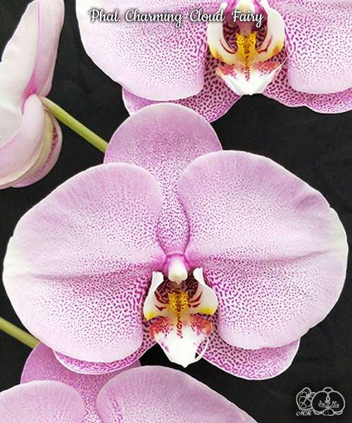 Phal. Charming Cloud Fairy 2.5'' УЦЕНКА (нет нижн. лист.)