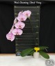 Phal. Charming Cloud Fairy 2.5'' УЦЕНКА (нет нижн. лист.)