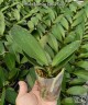 Phal. Charming Cloud Fairy 2.5'' УЦЕНКА (нет нижн. лист.)