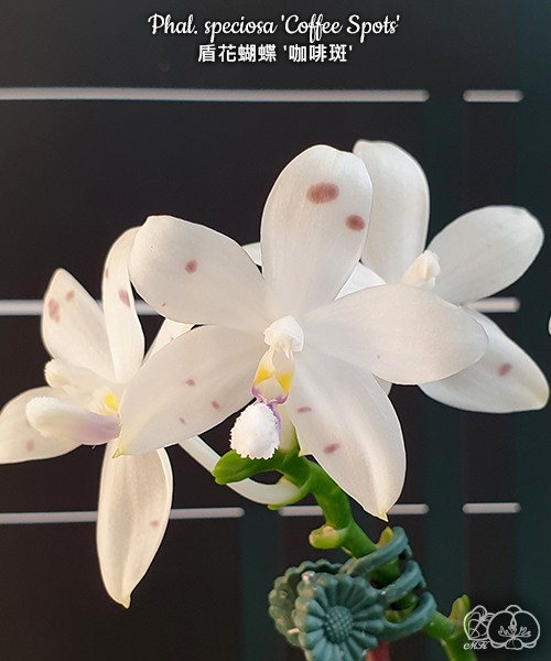 Phal. speciosa 'Coffee Spots' 2.5" УЦЕНКА (мех. повр. лист.)