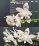 Phal. speciosa 'Coffee Spots' 2.5" УЦЕНКА (мех. повр. лист.)