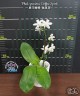 Phal. speciosa 'Coffee Spots' 2.5" УЦЕНКА (мех. повр. лист.)