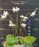 Phal. speciosa 'Coffee Spots' 2.5" УЦЕНКА (мех. повр. лист.)