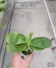 Phal. speciosa 'Coffee Spots' 2.5" УЦЕНКА (мех. повр. лист.)