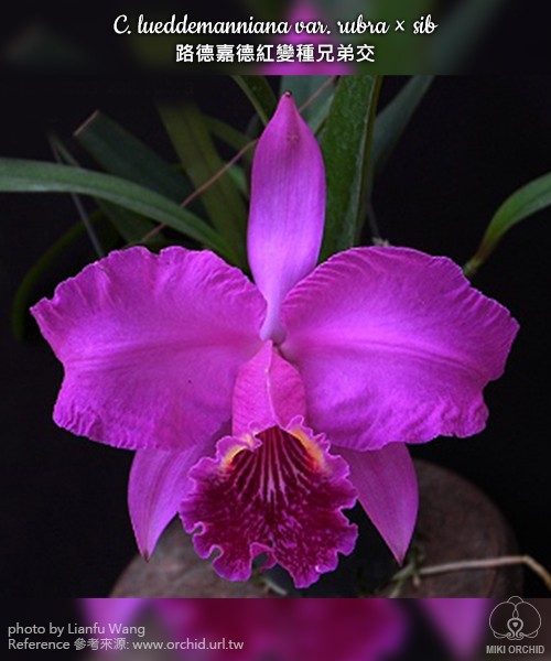 C. lueddemanniana var. rubra × sib 2.5''