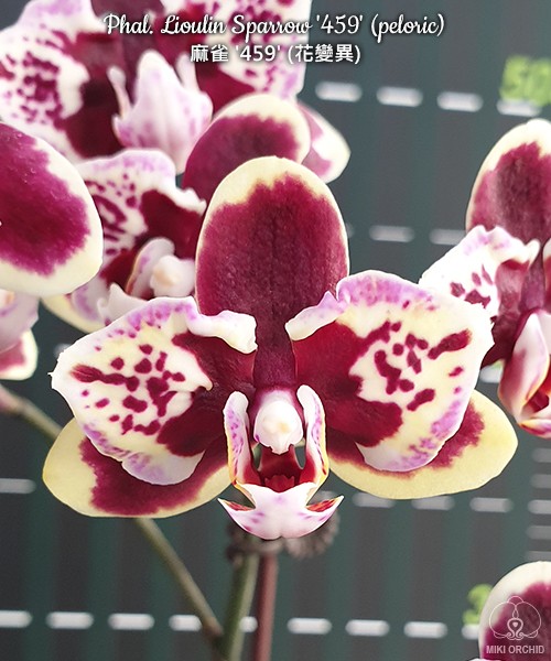 Phal. Lioulin Sparrow '459' (peloric) 2.5"