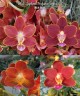 Phal. Yaphon Perfume 'coffee red' 2.5''