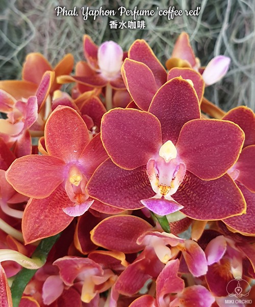 Phal. Yaphon Perfume 'coffee red' 2.5''