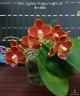 Phal. Yaphon Perfume 'coffee red' 2.5''