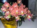 Phal. Yaphon Perfume 'coffee red' 2.5''