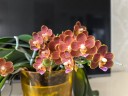 Phal. Yaphon Perfume 'coffee red' 2.5''