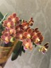 Phal. Yaphon Perfume 'coffee red' 2.5''