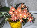 Phal. Yaphon Perfume 'coffee red' 2.5''