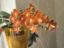 Phal. Yaphon Perfume 'coffee red' 2.5''