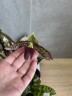 Пафиопедилум Ø 9 см УЦЕНКА (отцвел)