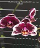 Phal. Ever Spring Prince 'Star #6' 2.5'' УЦЕНКА (нет нижних листиков)