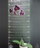 Phal. Ever Spring Prince 'Star #6' 2.5'' УЦЕНКА (нет нижних листиков)