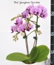 Phal. Younghome Taro bobo 2.5"