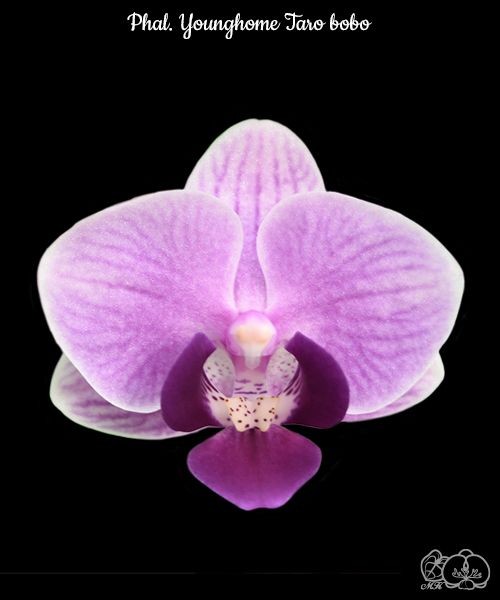 Phal. Younghome Taro bobo 2.5"