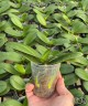 Phal. Younghome Taro bobo 2.5"