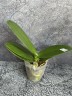 Phal. Younghome Taro bobo 2.5"