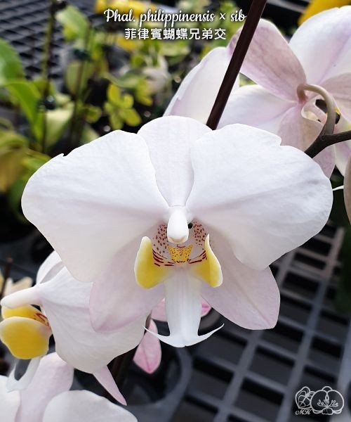 Phal. philippinensis × sib 2.5'' Уценка (нет нижних листиков)