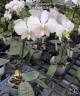 Phal. philippinensis × sib 2.5'' Уценка (нет нижних листиков)