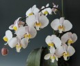 Phal. philippinensis × sib 2.5'' Уценка (нет нижних листиков)