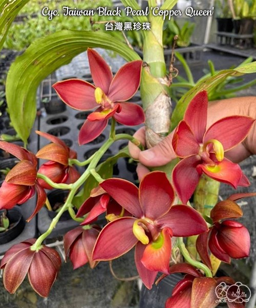 Cyc. Taiwan Black Pearl 'Copper Queen' 2.5"