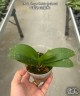 Phal. Sogo Gotris 'Peloric' 2.5''