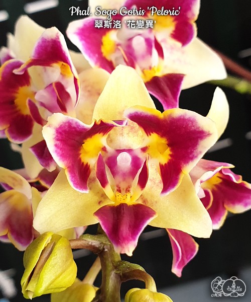 Phal. Sogo Gotris 'Peloric' 2.5''