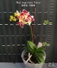 Phal. Sogo Gotris 'Peloric' 2.5''