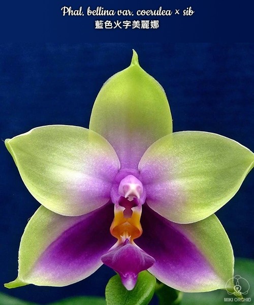 Phal. bellina var. coerulea × sib 2.5''