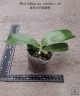 Phal. bellina var. coerulea × sib 2.5''