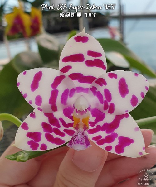 Phal. KS Super Zebra '183' 2.5''