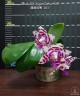 Phal. KS Super Zebra '183' 2.5''