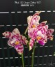 Phal. KS Super Zebra '183' 2.5''