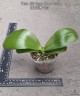 Phal. KS Super Zebra '183' 2.5''