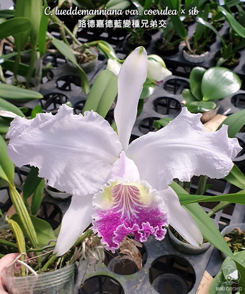 C. lueddemanniana var. coerulea × sib 2.5''