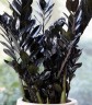 Чёрный Zamioculcas Raven (Ø 14 см)